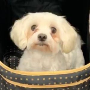 Meet your Posher, Peter